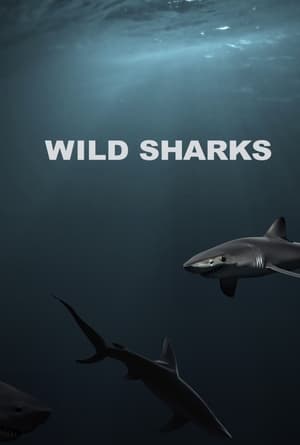 Poster Wild Sharks (2013)