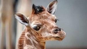 The Secret Life of the Zoo: 1×3