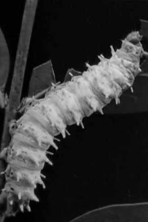 Nonton film Skilled Insect Artisans (1922) terbaru sub indo Nonton film Skilled Insect Artisans (1922) terbaru sub indo
