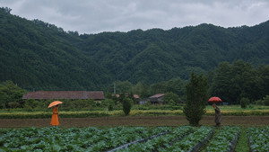 茶の味 movie still 43