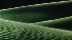 Alaya Online En Netflix