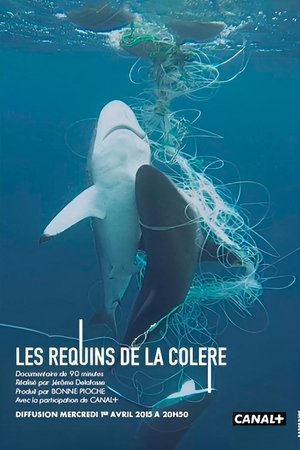Image Les Requins de la Colère