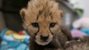 Secrets of the Zoo Love Is a Cheetah Cub