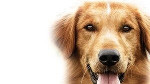 A Dog’s Purpose 2017