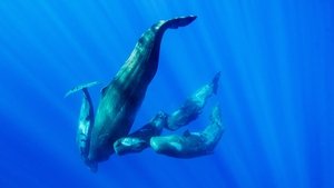 Chasing Ocean Giants Whale vs Squid