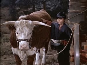 Bonanza: 1×16