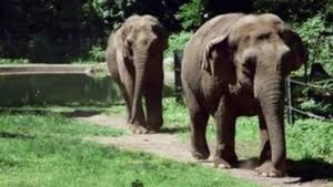 The Zoo: San Diego Mkhaya Discovers Her Trunk