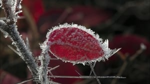 Frozen Planet Autumn