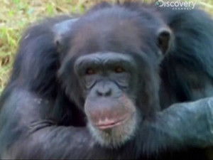 Sci Trek What Animals Think