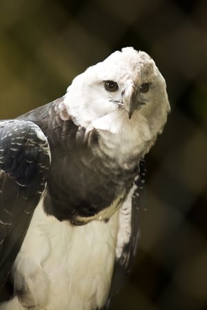 Image The Monkey-Eating Eagle of the Orinoco