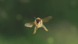 Tagebuch einer Biene
