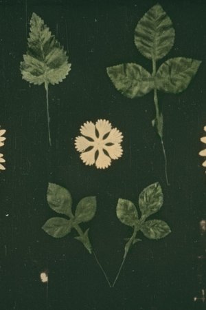 Nonton film The Manufacture of Artificial Flowers (1911) terbaru sub indo Nonton film The Manufacture of Artificial Flowers (1911) terbaru sub indo