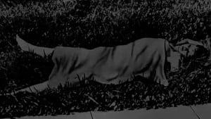 Image The Chilling Mystery of the Black Dahlia
