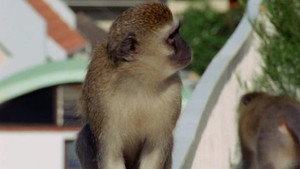 All About Animals EP25
