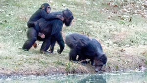 A Vida Secreta dos Chimpanzés: 1×2