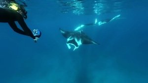 Image Swimming With Manta Rays