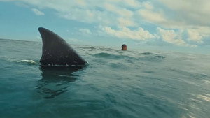 The Bay (2026) Online Subtitrat in Romana
