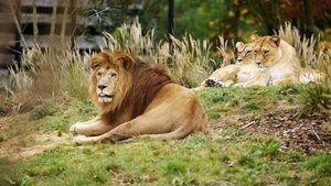Le rocher des lions