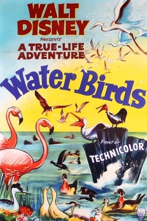 Poster Water Birds (1952)