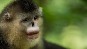 Nature: Season 33 Episode 11