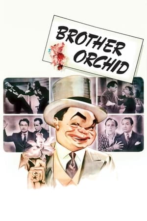 Poster Orchid, der Gangsterbruder 1940