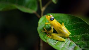 Tiny World Rainforest