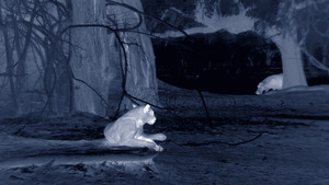 Cazadores de África: 2×1