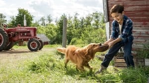 ดูหนัง A Dog’s Purpose (2017) หมา เป้าหมาย และเด็กชายของผม [Full-HD]