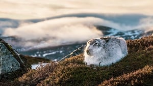 Scotland: A Year In The Wild Autumn