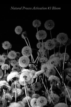 Natural Process Activation #3 Bloom
