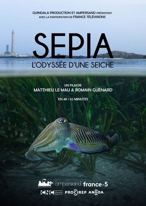 Image Sépia, l'odyssée d'une seiche