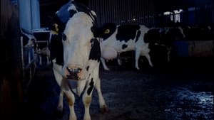Cow Arabic Subtitle – 2022