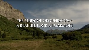 The Study Of Groundhogs: A Real Life Look At Marmots film complet