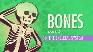 Crash Course Anatomy & Physiology The Skeletal System