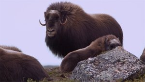 Arctic Secrets Fall on the Tundra