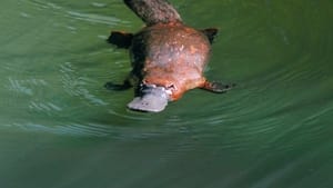 Platypus: World's Strangest Animal film complet