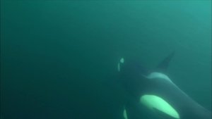 Killer Whales - The Ultimate Guide film complet