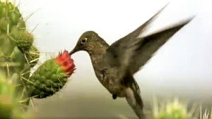 The Life of Birds: 1×2