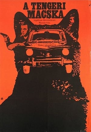 Poster Pisica de mare 1964