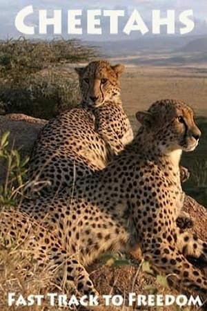 Image Cheetahs: Fast Track to Freedom