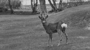 image1