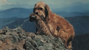 Quattro cuccioli da salvare