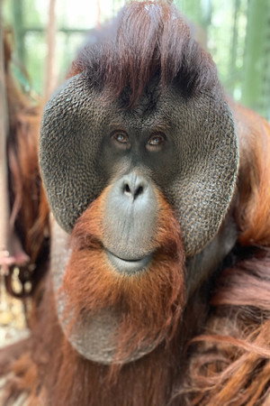 Sam the Orangutan portrait
