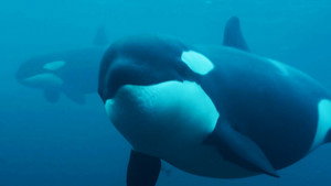 Killer Whale Chronicles