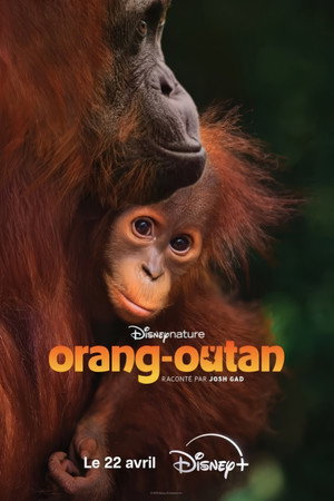 Affiche : Orang-outan