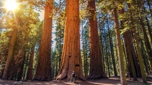 Living Landscapes: California Redwoods