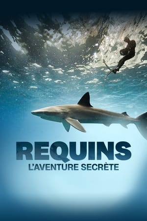 Poster Requins, l'aventure secrète 2022
