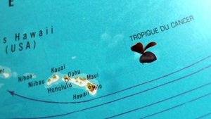 Umbrella and coconut trees