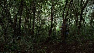 La Ciénaga / ჭაობი