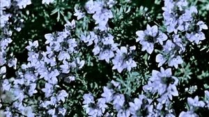 Song About a Flower